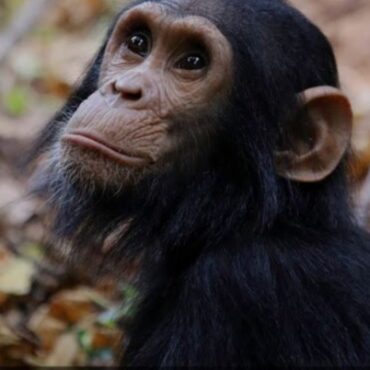 Chimpanzee 2