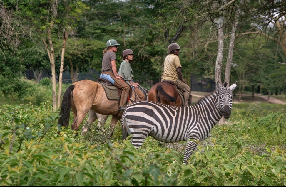 Horse riding