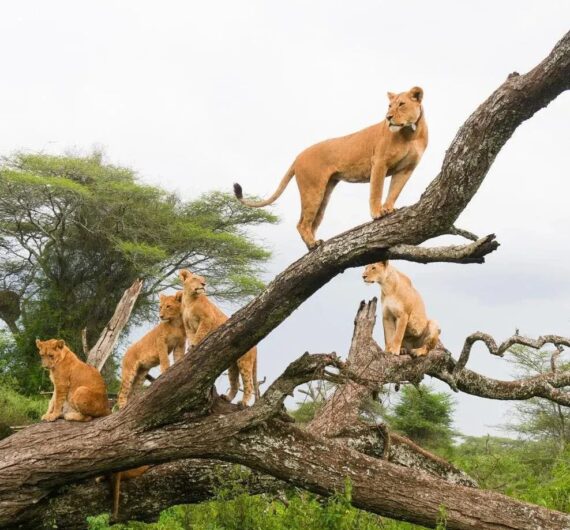 lion on tree