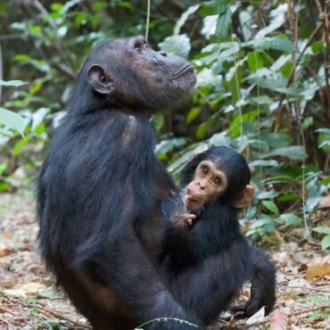 chimps wawili