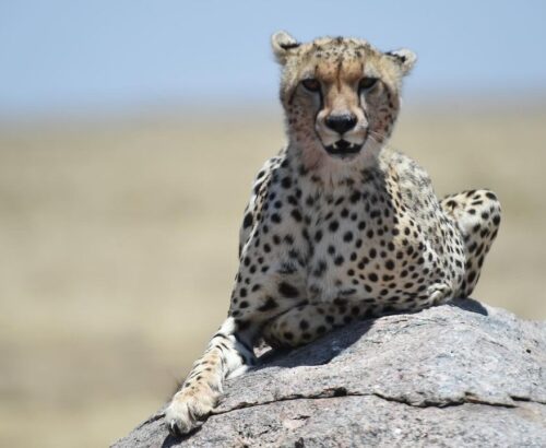 A cheetah